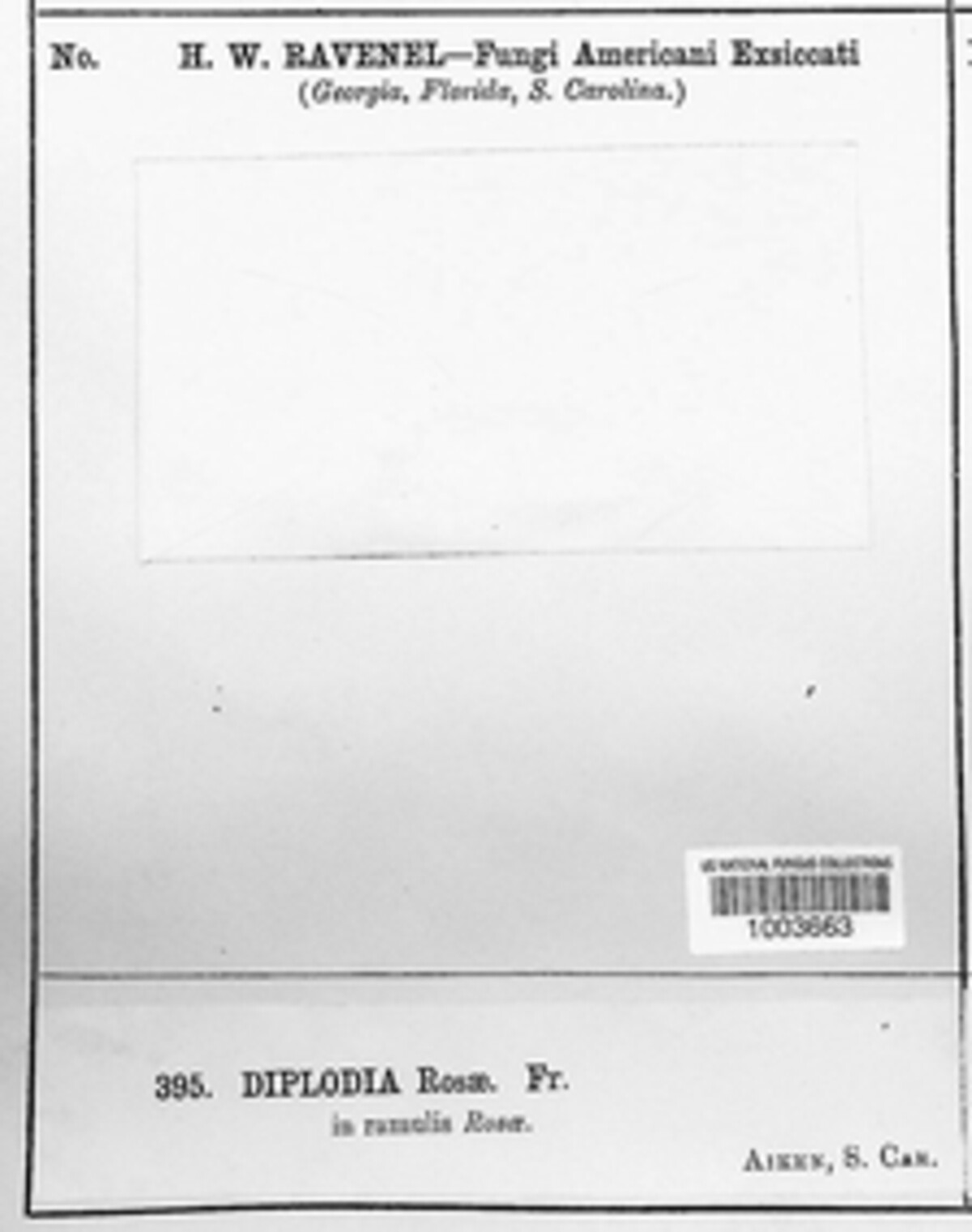 Microdiplodia rosae image